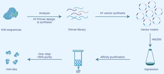 Recombinant antibodies: Expression, application and formats